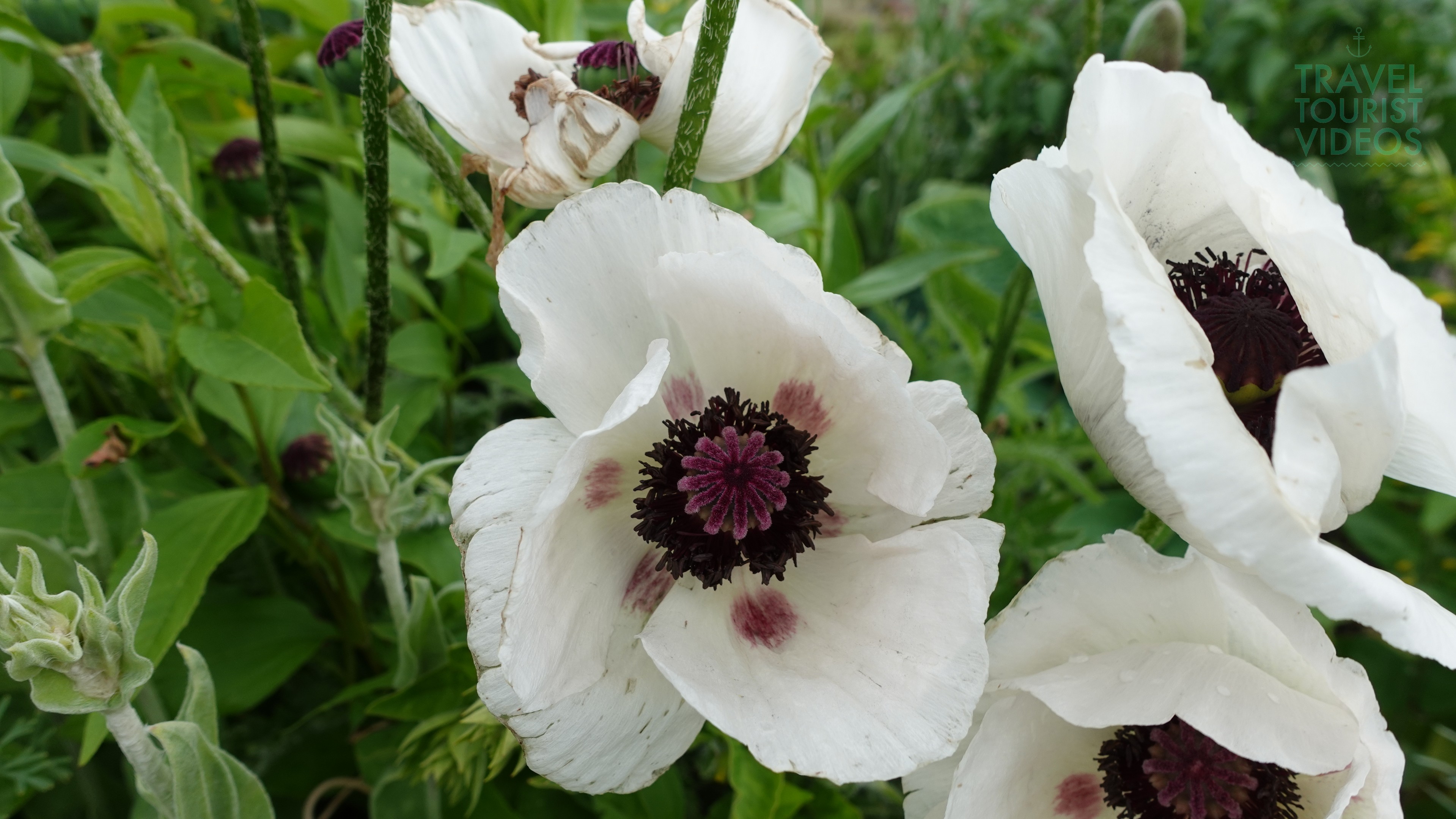 White Poppy Flowers of Scotland
