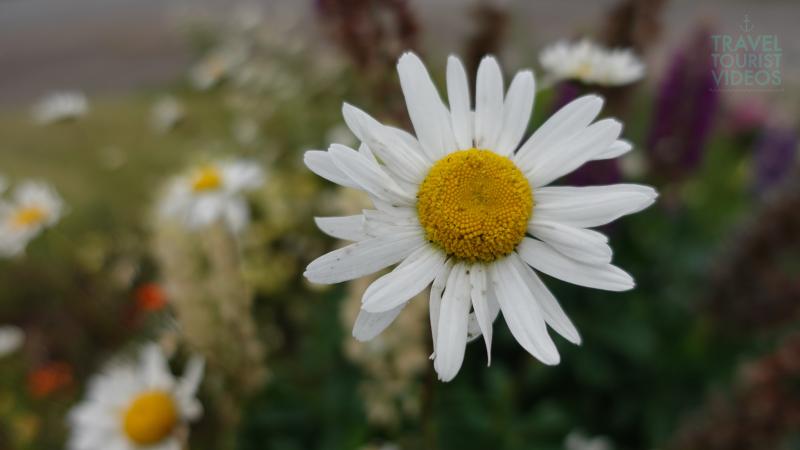 White Shasta Daisy in Scotland