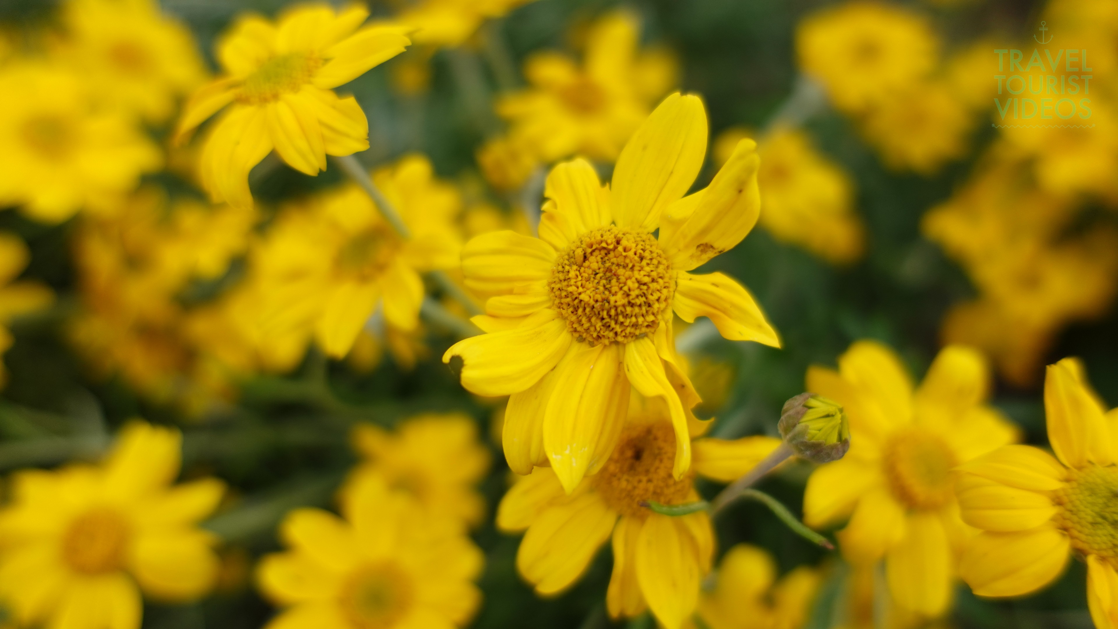 Yellow Diasies at Natal Garden