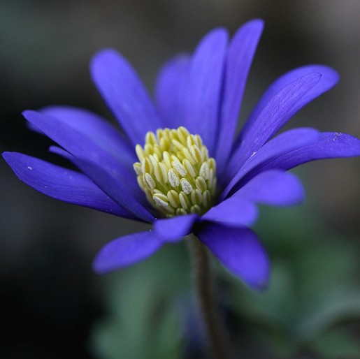 blue daisy flower with white eye.jpg