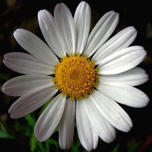 bit white daisy.jpg