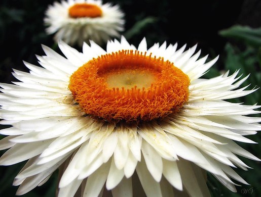 big white daisy flower with orange eye.jpg