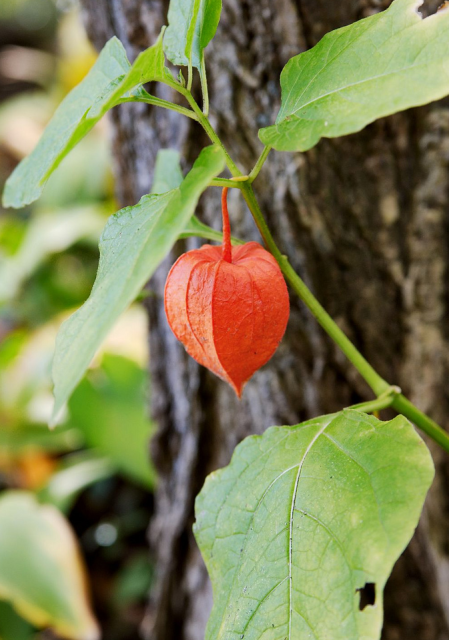 Chinese Lantern Flower plant picture.PNG