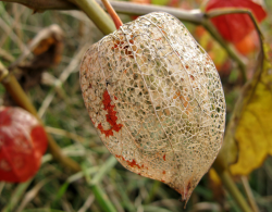 Dry Chinese Lantern Flowers.PNG
