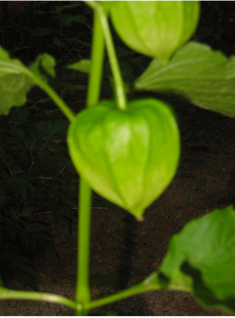 Green Chinese Lantern Flowers.PNG