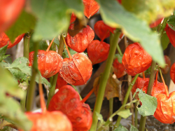 Japanese Lantern Flowers.PNG