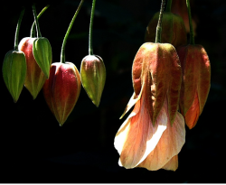 Lantern Flowers pictures.PNG