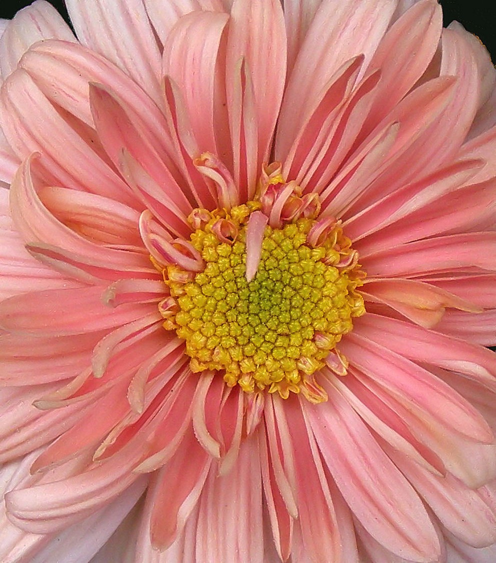 big peach daisy flower.jpg