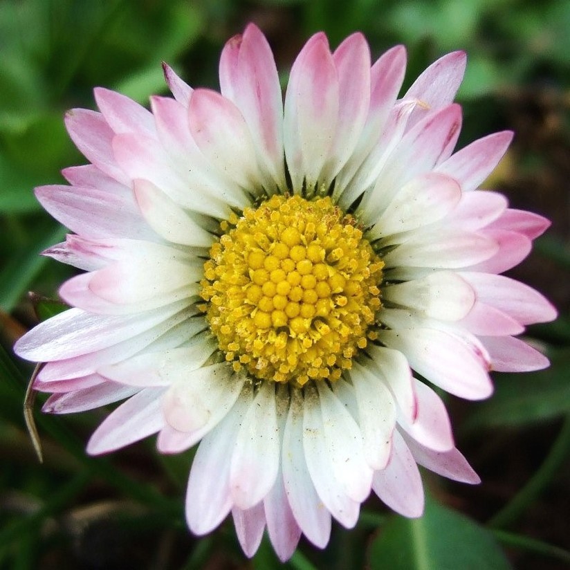 Bellis perennis.jpg