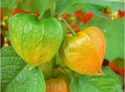 Orange and green Chinese Lantern flowers picture.PNG