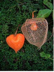 Orange Chinese Lantern Flowers.PNG