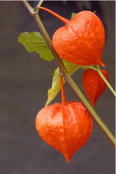 orange flowers pictures.PNG