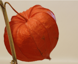 Orange Lantern Flower photo.PNG