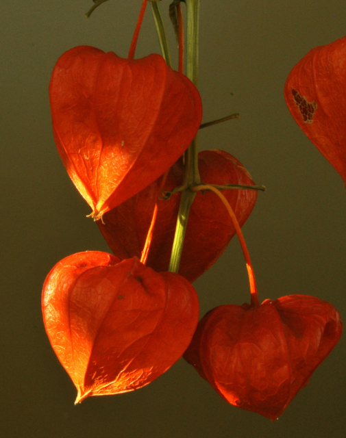 Orange red Chinese Lantern Flowers images.PNG