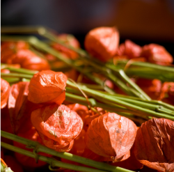 Photo fo Chinese Lantern Flowers in rich orange.PNG