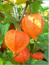 Photo of Chinese Lantern Flowers in orange.PNG