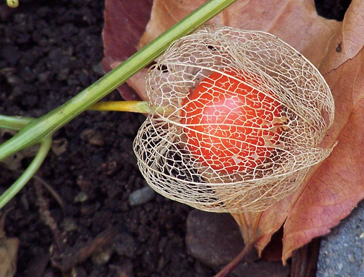 Picture of Chinese Lantern Flower.PNG