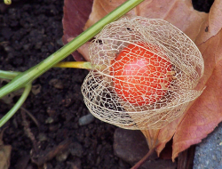 Picture of Chinese Lantern Flower.PNG
