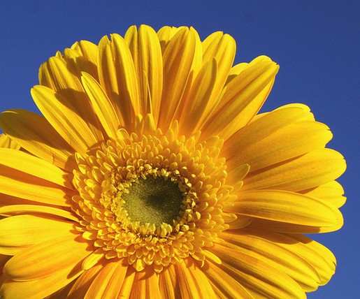 beautiful yellow daisy flower.jpg