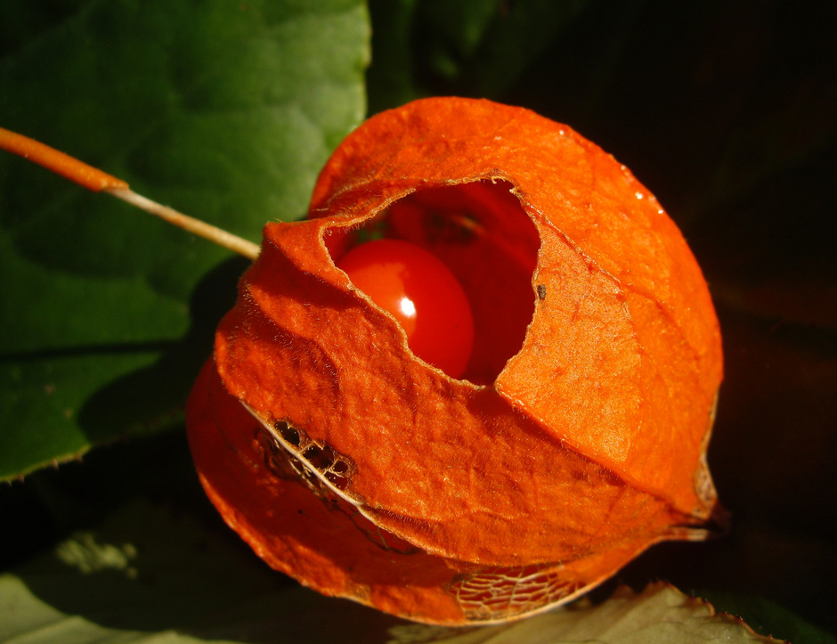 Physalis Chinese Lantern Flowers.PNG