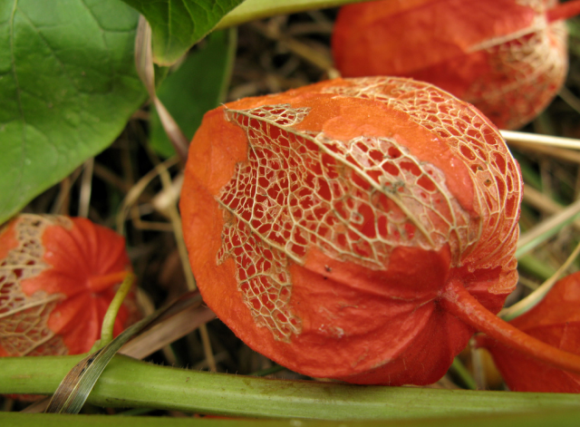 Picture Physalis alkekengi - Chinese Lantern flowers.PNG