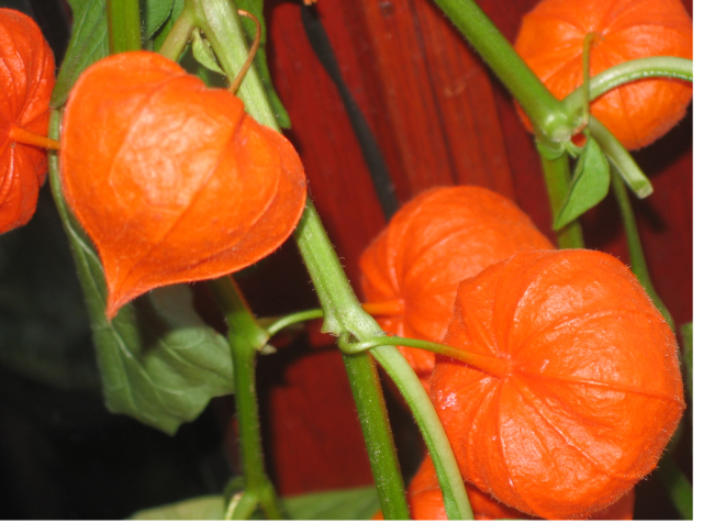 Pictures of Chinese Lantern Flowers.PNG