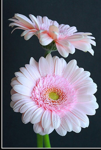 beautiful wedding flowers.jpg