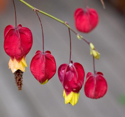 Red Chinese Lantern Flowers with yellow centers.PNG