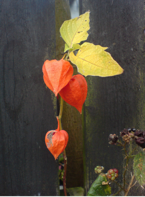 Rich orange Chinese Lantern Flowers in garden.PNG