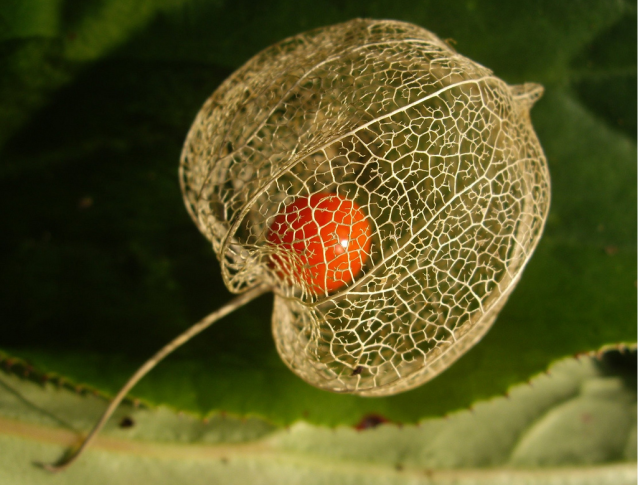 solanaceae Chinese Lantern.PNG