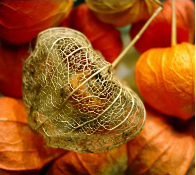 Unique Asian flower picture in orange.PNG