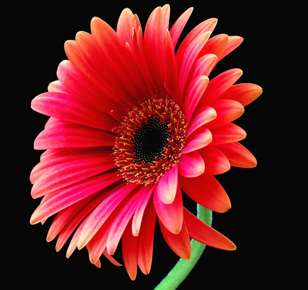 beautiful wedding daisy flower.jpg