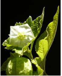 White Chinese Lantern Flower photos.PNG