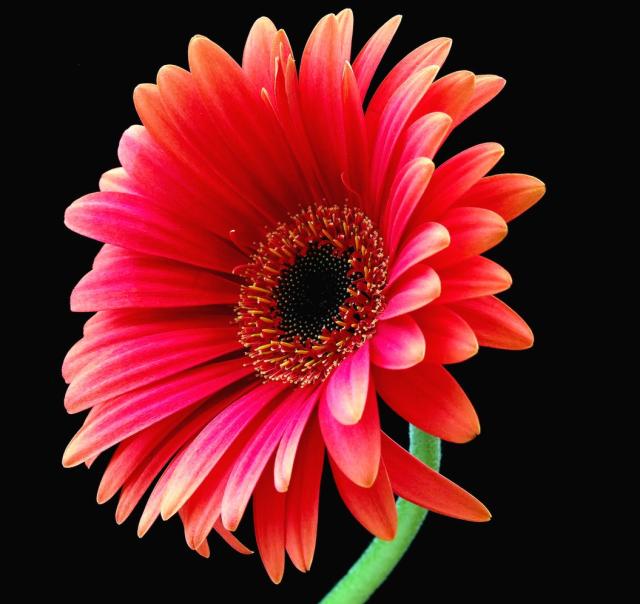 beautiful wedding daisy flower.jpg