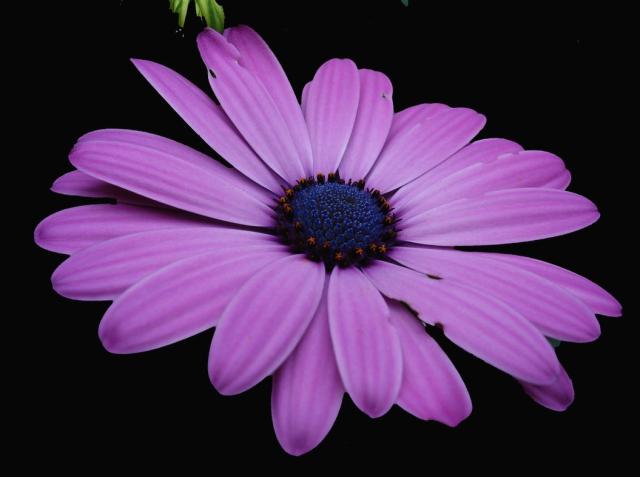 beautiful purple daisy image.jpg