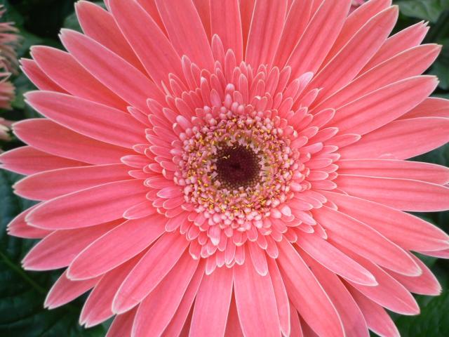 beautiful pink daisy flowers.jpg