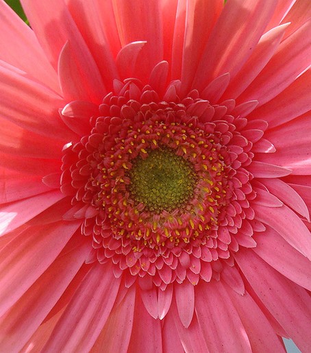 beautiful pink daisy flower.jpg
