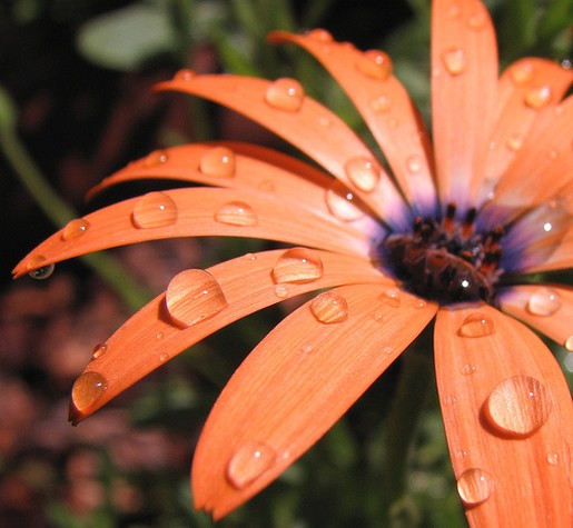 beautiful picture of daisy.jpg