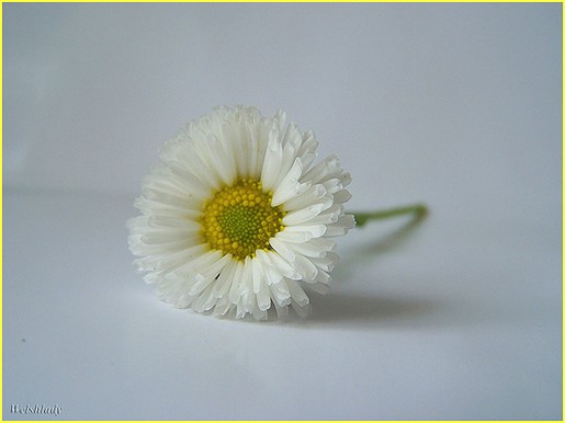 Beautiful daisy photo.jpg
