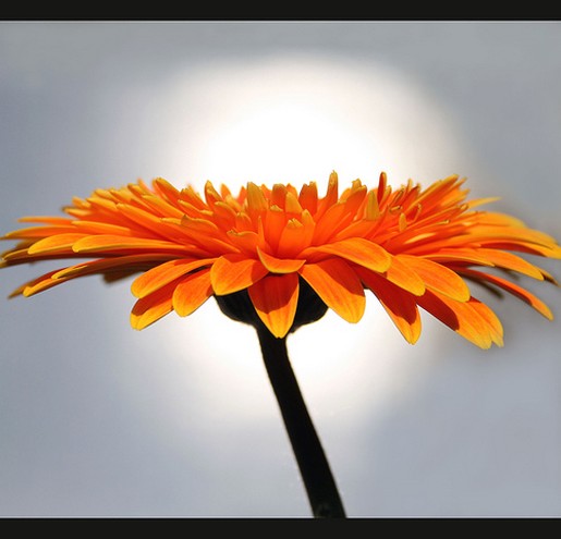 beautiful daisy flower picture.jpg