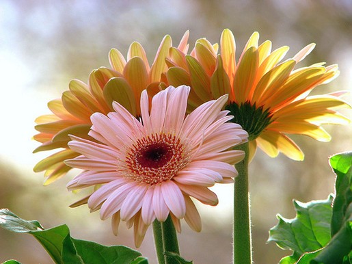 beautiful daisies.jpg