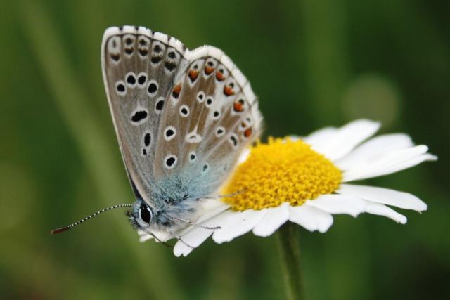 beautiful butterfly on daisy.jpg