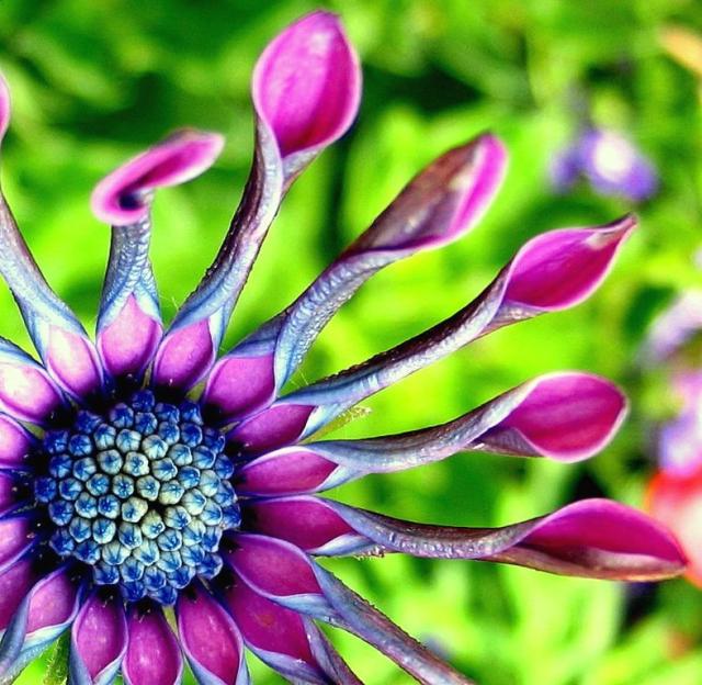 African daisy with blue and purple colors.jpg