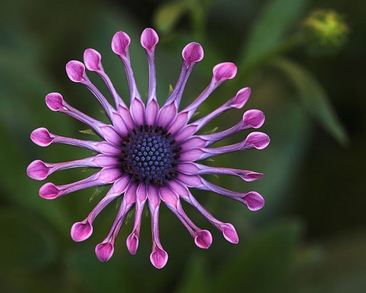 African daisy in purple.jpg