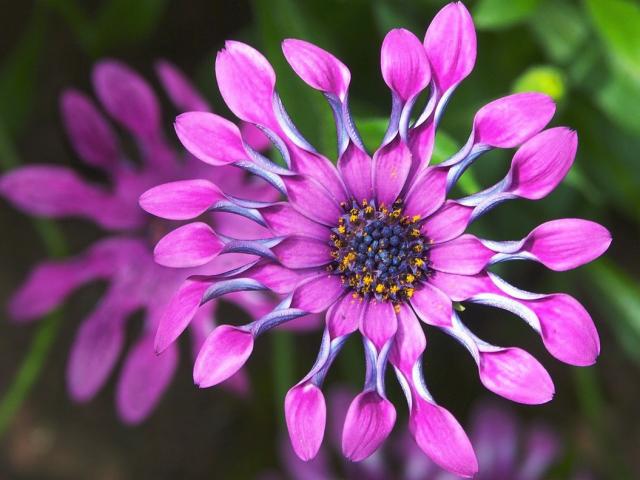 African daisy in purple photo.jpg