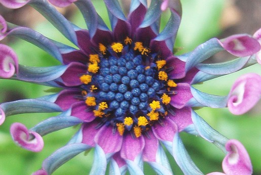 African Daisy in purple and blue.jpg