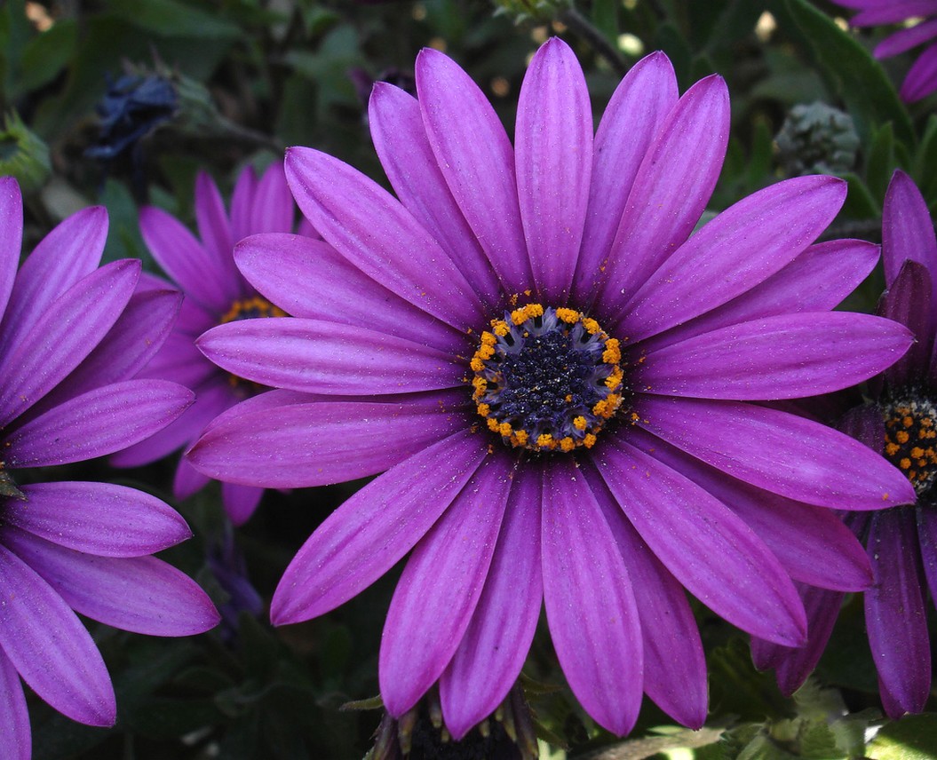 African daisy image.jpg