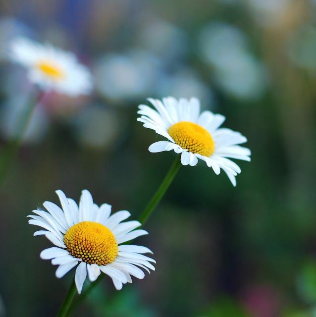 two white daisy flowers.jpg