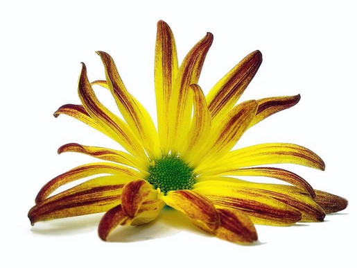 two tones yellow daisy flower.jpg