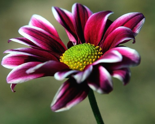 two tones daisy flower picture.jpg